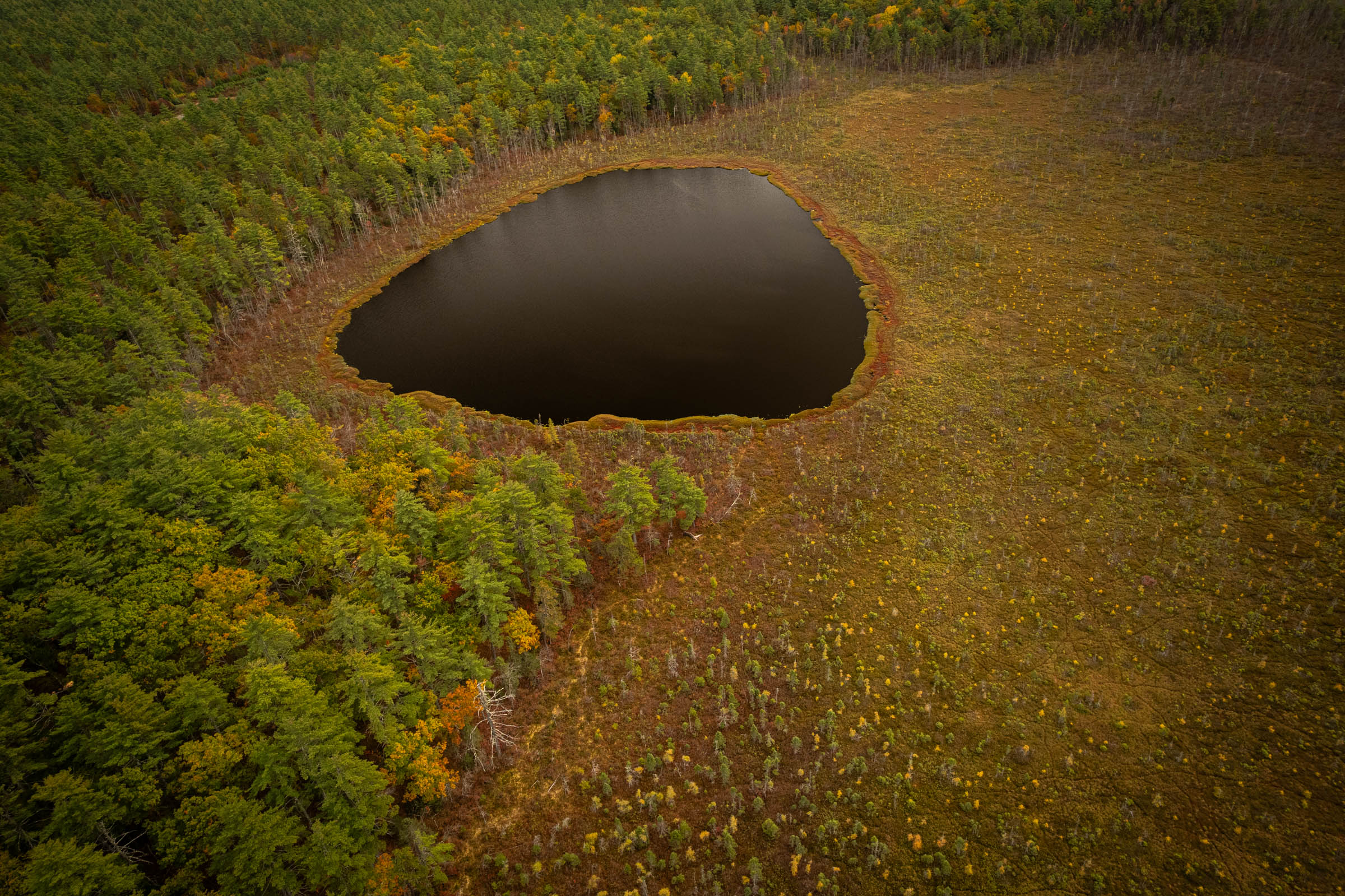 Aerial photograph of a pond surrounded by a healthy wetland