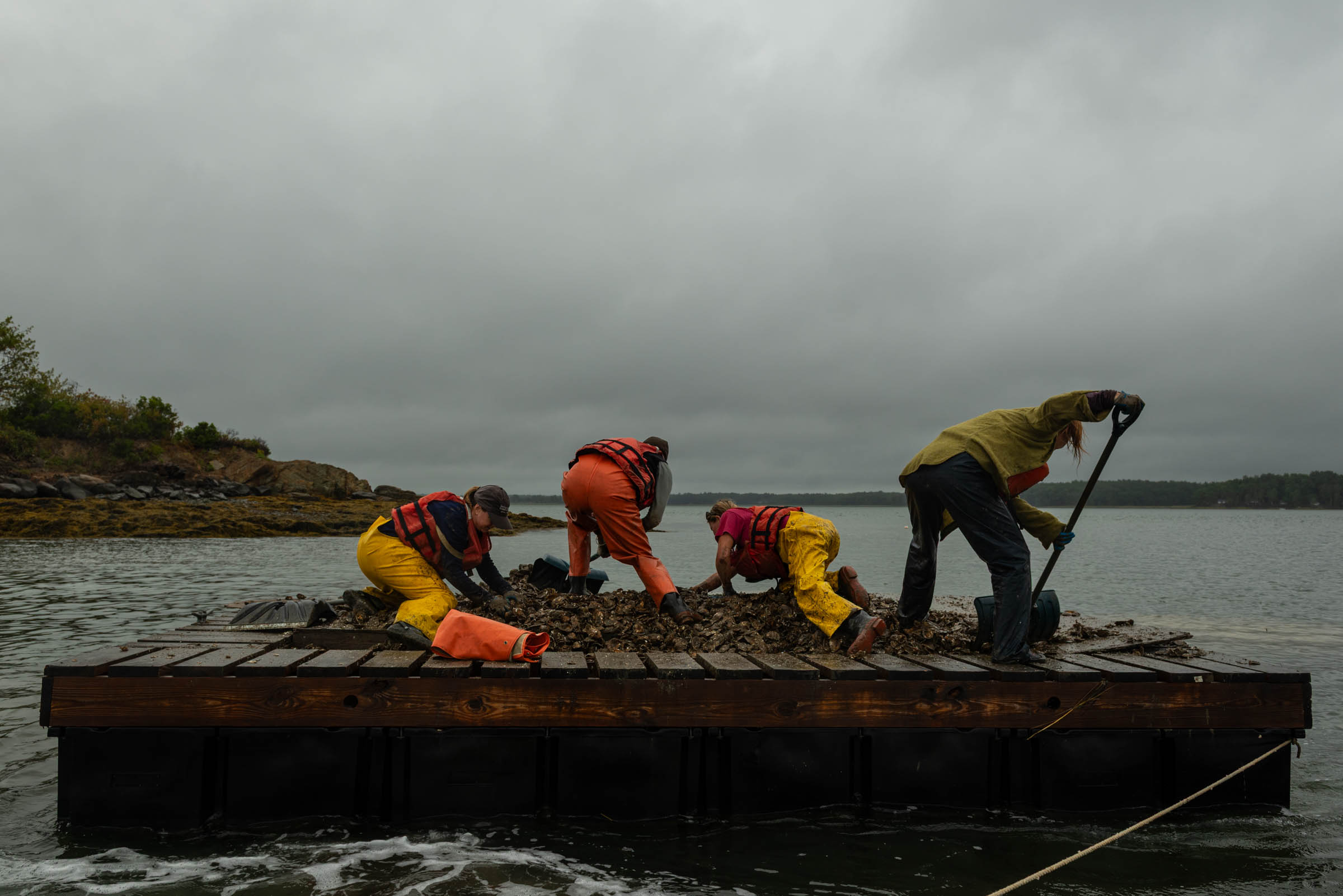 Volunteers shoveling oysters out into Great Bay to help restore populations.