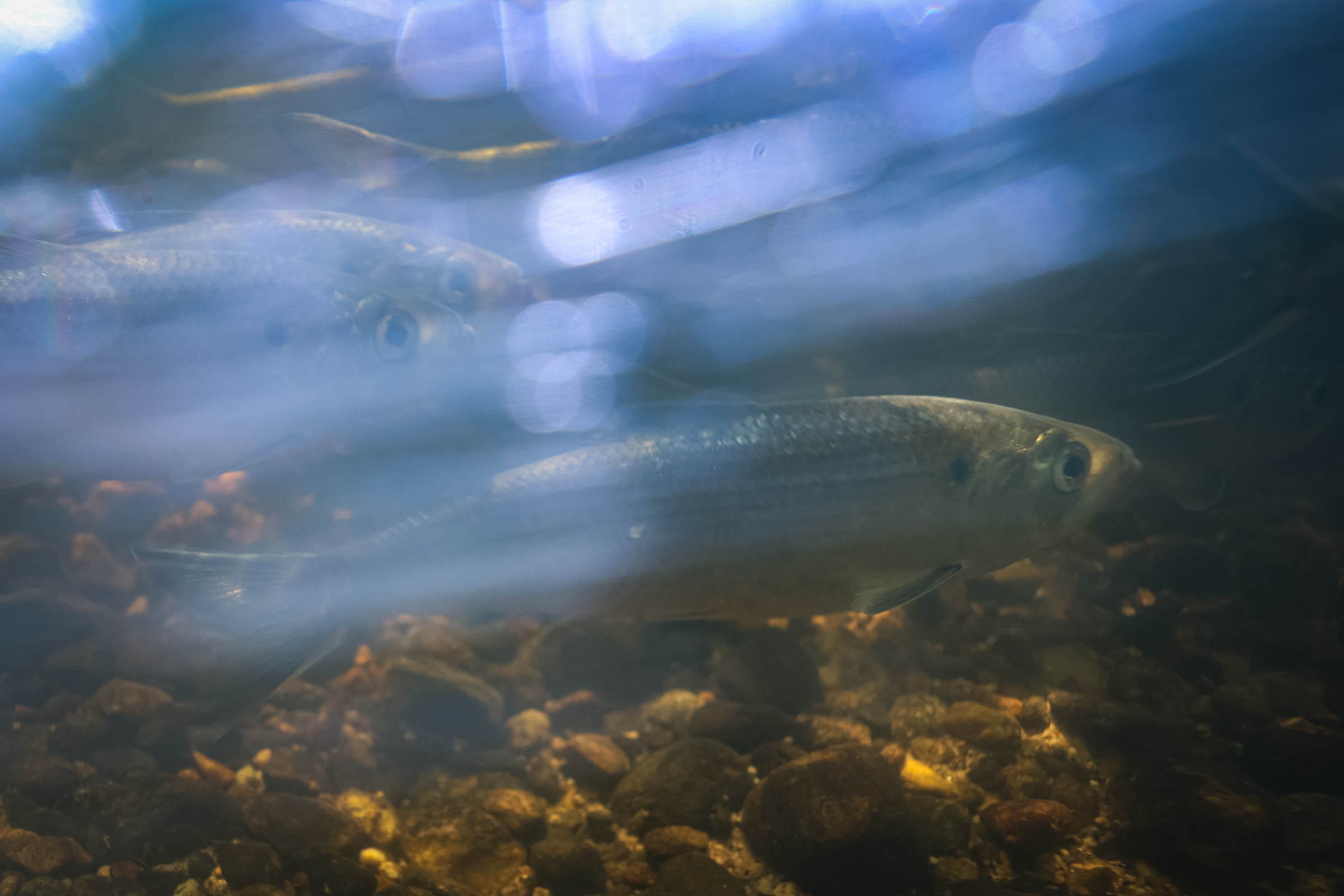 Alewife migration in Maine