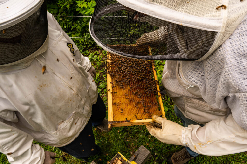 Bee keepers inspecting the hive in Jackson, New Hampshire.